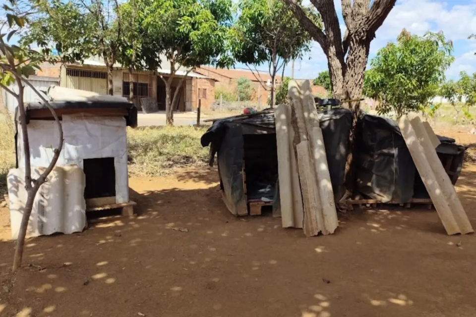 Cães comunitários ganham abrigo no Setor Buena Vista, em Goiânia, e voluntárias buscam padrinhos
