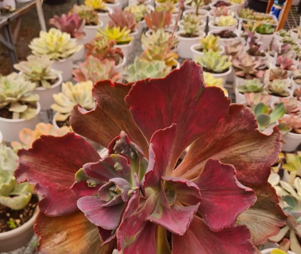 Goiânia recebe bazar com plantas a partir de R$ 2,50
