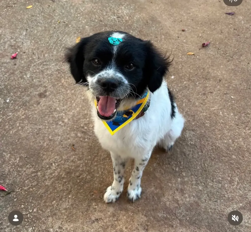 Polícia investiga tutoras que abandonaram cão ao se mudarem de Goiânia para SP