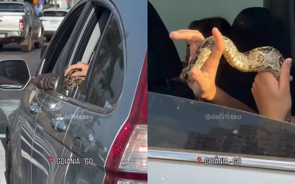 Cobra coloca a cabeça para fora de janela de carro em trânsito de Goiânia e vídeo viraliza