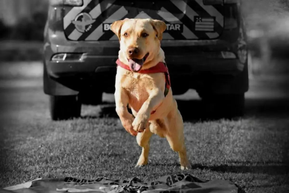 Fênix, cão bombeiro que ajudou a encontrar vítima soterrada no Rio Grande do Sul, morre em Goiás (Foto: Divulgação/Corpo de Bombeiros)