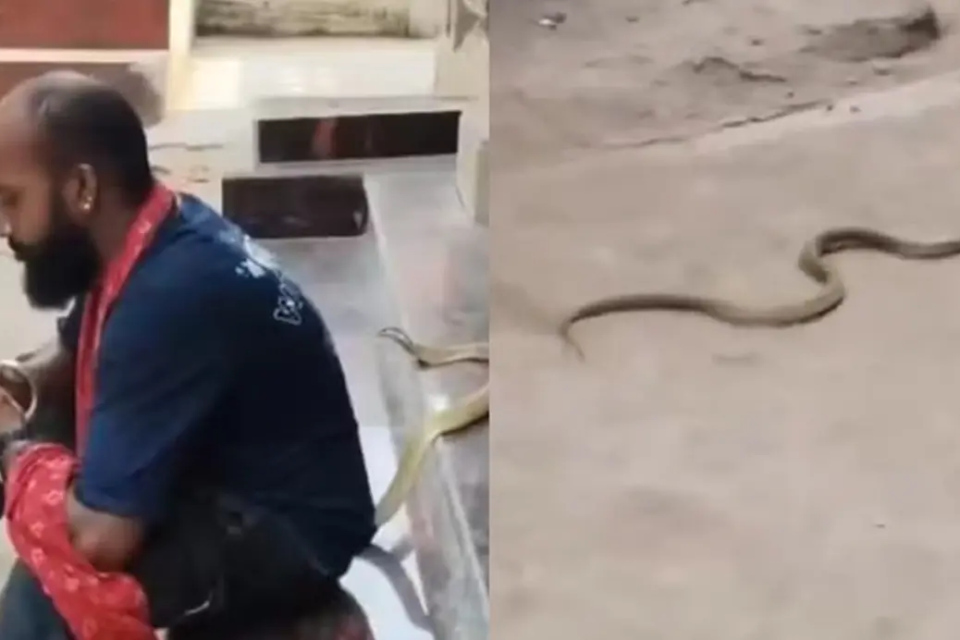 Resgatador de cobras morre após ser picado por naja durante gravação de vídeos para redes sociais