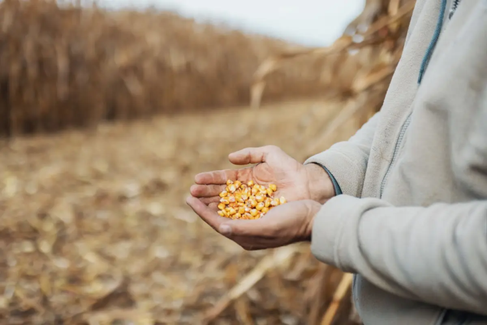 Trabalhador usa produto errado, destrói 100 hectares de milho e causa prejuízo de R$ 900 mil em Mineiros