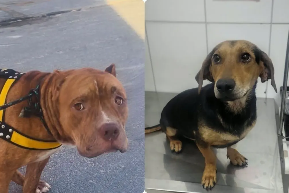 Pitbull e vira-lata resgatados após mais de uma semana sem água e comida buscam novos lares em Goiânia